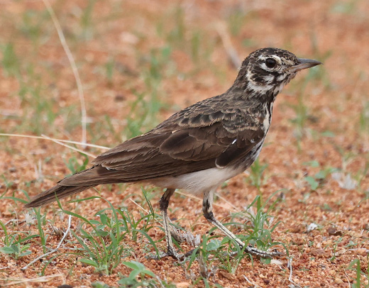 Dusky Lark